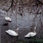 Swans of Avon