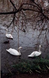 Swans of Avon