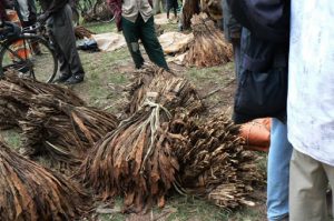 Tobacco for sale at the Rwanda/Uganda border.