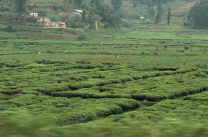 Tea plantation