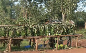 Roadside banana stall. Bananas and corn are major crops.