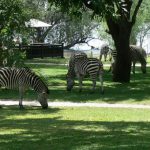 Zebras graze on the lawns of the Royal Livingstone Resort. They