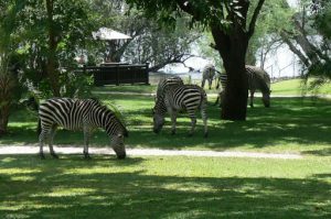 Zebras graze on the lawns of the Royal Livingstone Resort. They