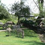 Zebras graze on the manicured lawns of the Royal Livingstone