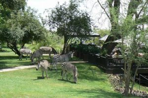 Zebras graze on the manicured lawns of the Royal Livingstone