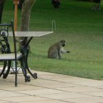 Monkeys try to steal diners' food from their tables at