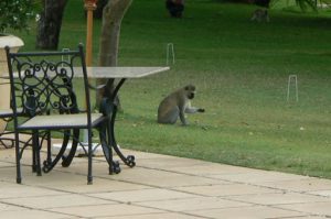 Monkeys try to steal diners' food from their tables at