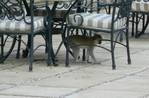 Monkeys try to steal diners' food from their tables at