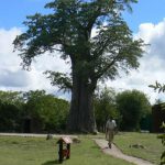 Beautiful boabab tree next to the helipad.