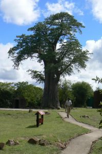 Beautiful boabab tree next to the helipad.