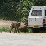 Monkeys will try to eat anything including food wrappers.