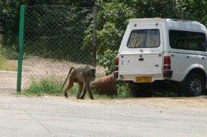 Monkeys will try to eat anything including food wrappers.