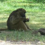 Monkeys will try to eat anything including food wrappers.