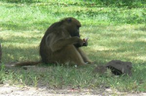 Monkeys will try to eat anything including food wrappers.