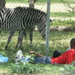 Zebra grazes on the property of