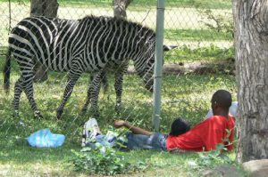 Zebra grazes on the property of