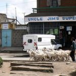 Herding goats past Uncle Jim's