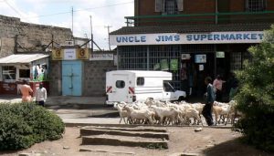 Herding goats past Uncle Jim's