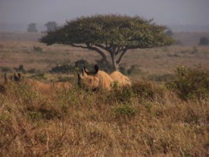 The park is one of Kenya's most successful rhinoceros sanctuaries.