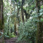 On the trail from Kilimanjaro