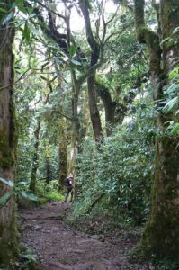On the trail from Kilimanjaro