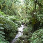 Waterfall along the trail to Kilimanjaro