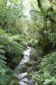 Waterfall along the trail to Kilimanjaro