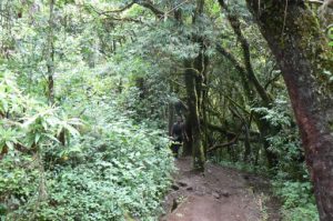 On the trail to Kilimanjaro