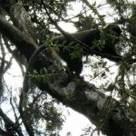 Monkey in the trees on the trail up Kilimanjaro