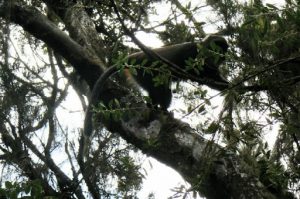 Monkey in the trees on the trail up Kilimanjaro