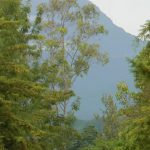 View of Mountain Peak through forest of Marangu.