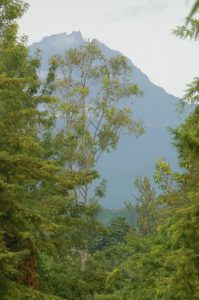 View of Mountain Peak through forest of Marangu.