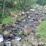 Stream in the forest of Marangu.