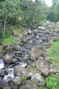 Stream in the forest of Marangu.