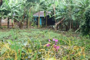 In the forest of Marangu.