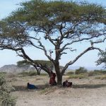 Under the shade of an African acacia tree