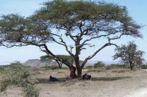 Under the shade of an African acacia tree