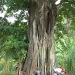 Food market under a huge Baobab tree