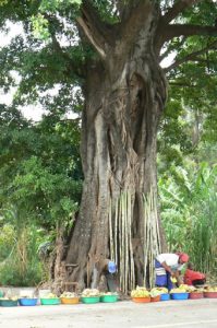 Food market under a huge Baobab tree