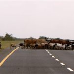 Cattle and goats crossing the road--Masai do not generally follow