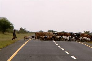 Cattle and goats crossing the road--Masai do not generally follow