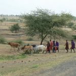 Herding cows