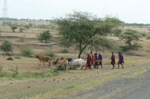 Herding cows