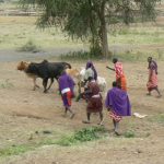 The main occupation is herding cattle and sheep.