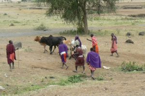 The main occupation is herding cattle and sheep.