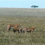 Cheetahs are the fastest land animal, reaching speeds between 112