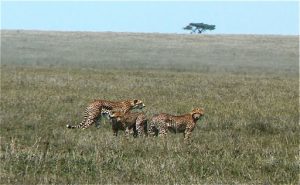 Cheetahs are the fastest land animal, reaching speeds between 112
