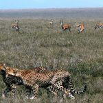 Cheetahs are the fastest land animal, reaching speeds between 112