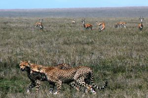 Cheetahs are the fastest land animal, reaching speeds between 112