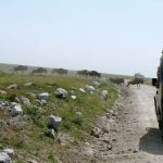 Wildebeest stampeeding by the thousands